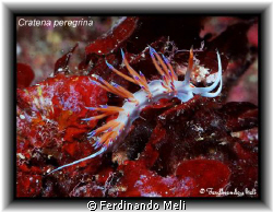 Cratena peregrina nudibranch. by Ferdinando Meli 